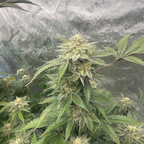 RMB3 growlog timeline photo