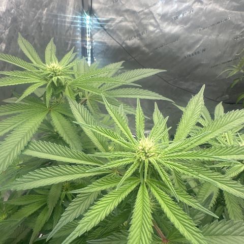 UM growlog timeline photo