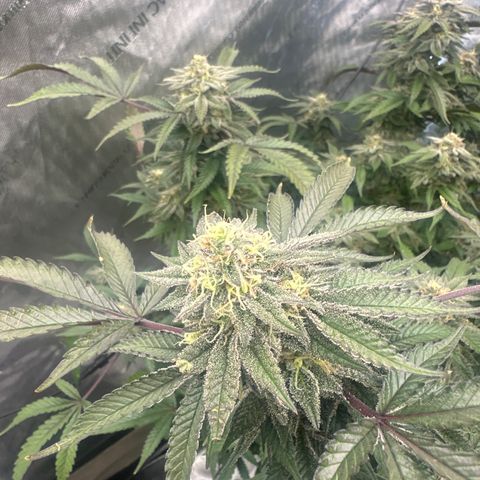 RMB3 growlog timeline photo