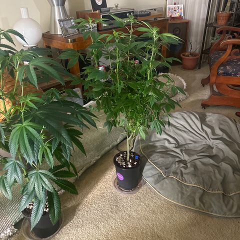 TJ3 growlog timeline photo