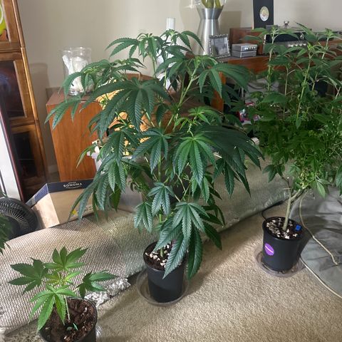 MC growlog timeline photo