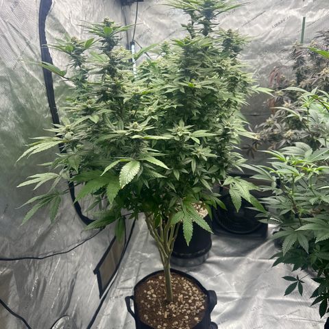 LW4 growlog timeline photo