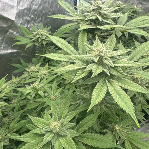 LW4 growlog timeline photo