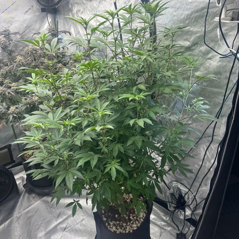 L13 growlog timeline photo