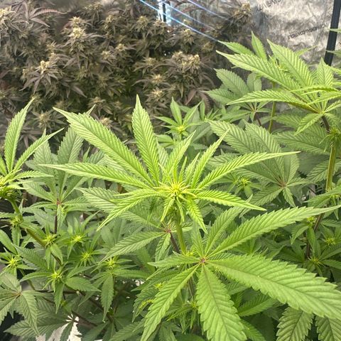 L13 growlog timeline photo