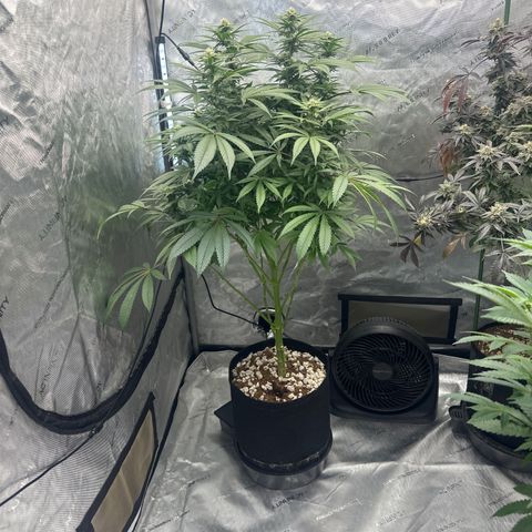UM growlog timeline photo