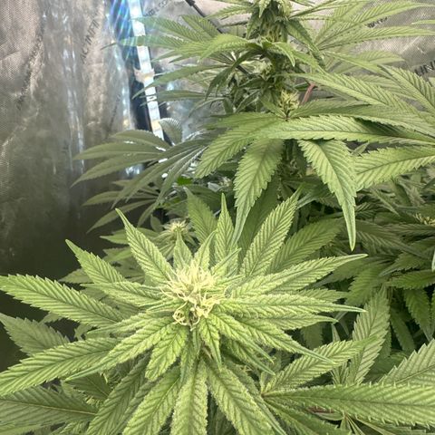 UM growlog timeline photo