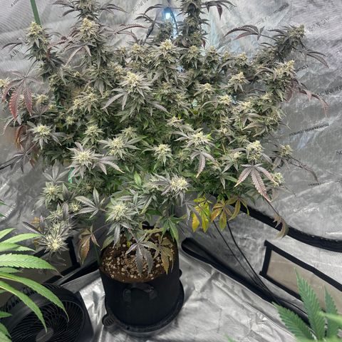 RMB3 growlog timeline photo