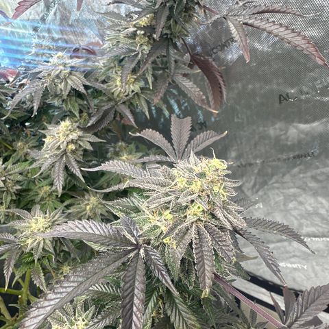 RMB3 growlog timeline photo