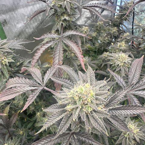RMB3 growlog timeline photo