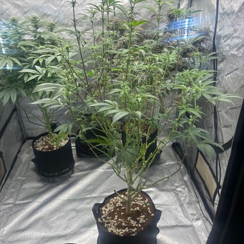 L13 growlog timeline photo