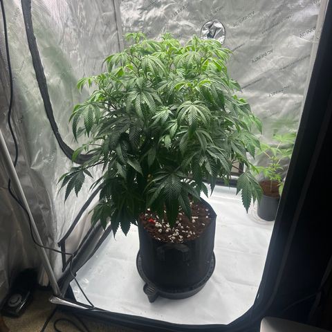 MM growlog timeline photo
