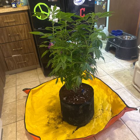 TJ3 growlog timeline photo
