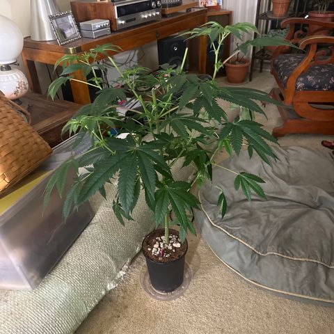 MC growlog timeline photo