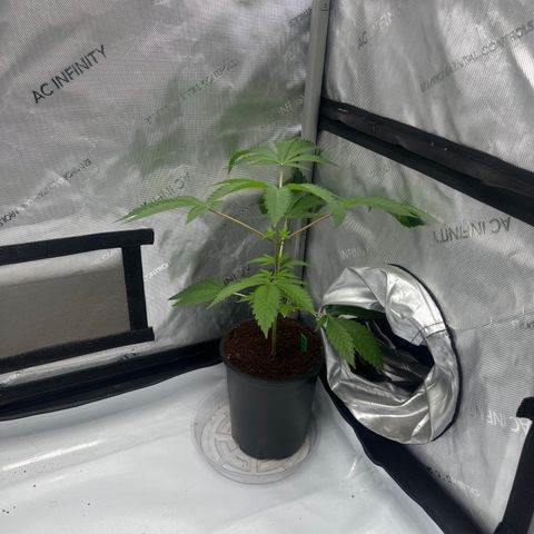 DAE growlog timeline photo