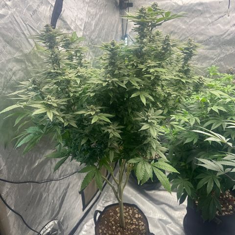 LW4 growlog timeline photo