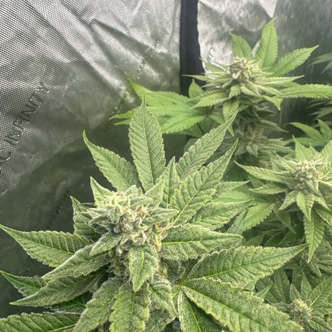 LW4 growlog timeline photo