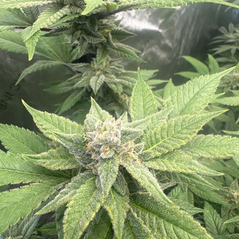 LW4 growlog timeline photo