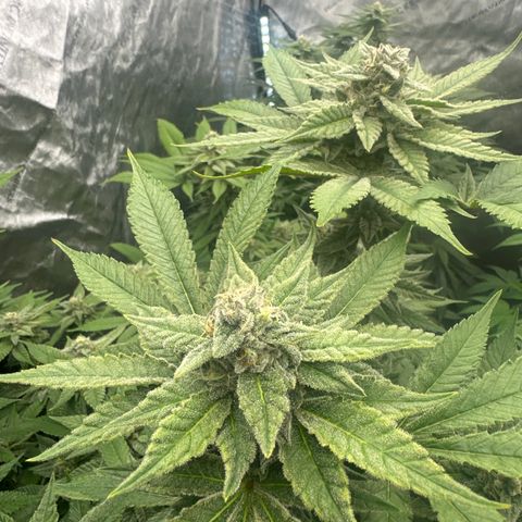 LW4 growlog timeline photo