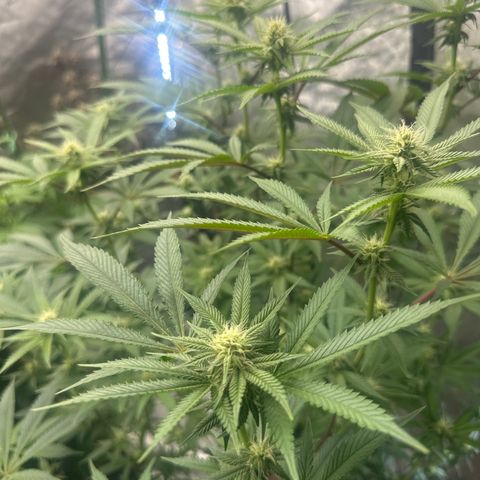 L13 growlog timeline photo