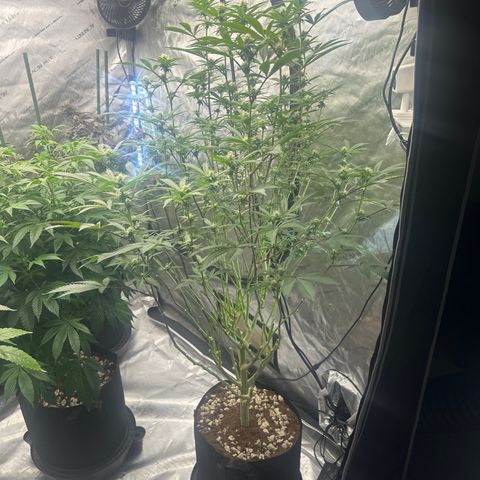 L13 growlog timeline photo
