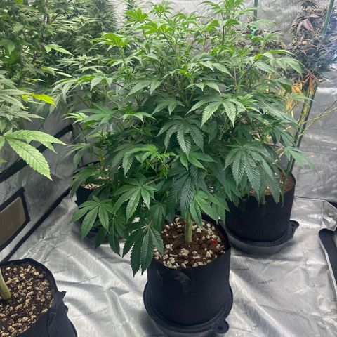 MM growlog timeline photo