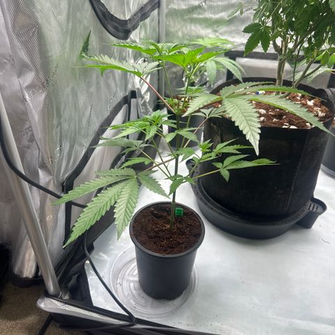 DAE growlog timeline photo