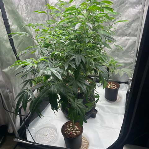 MC growlog timeline photo