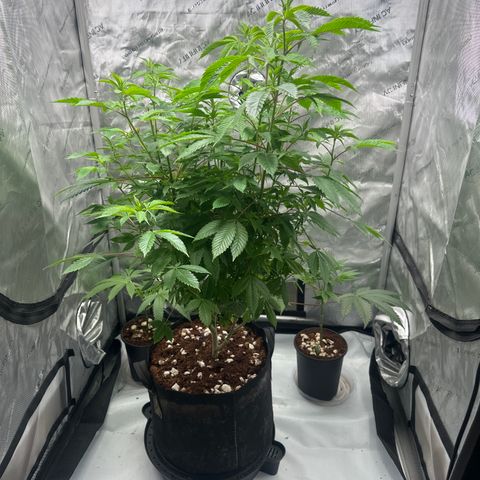 TJ3 growlog timeline photo