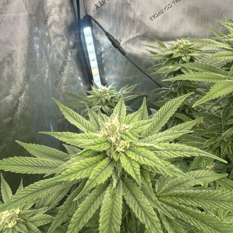 UM growlog timeline photo