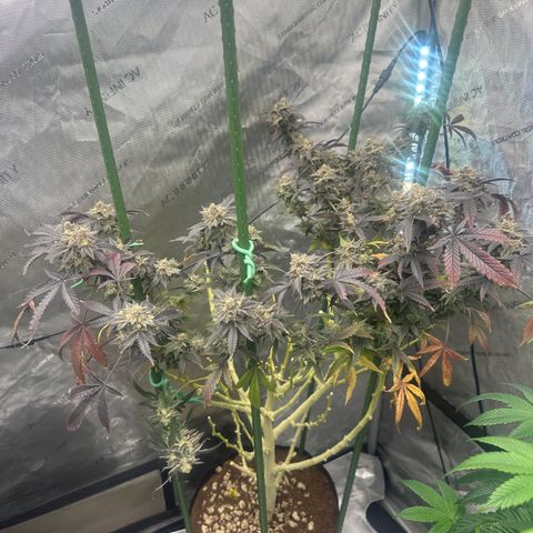 RMB3 growlog timeline photo