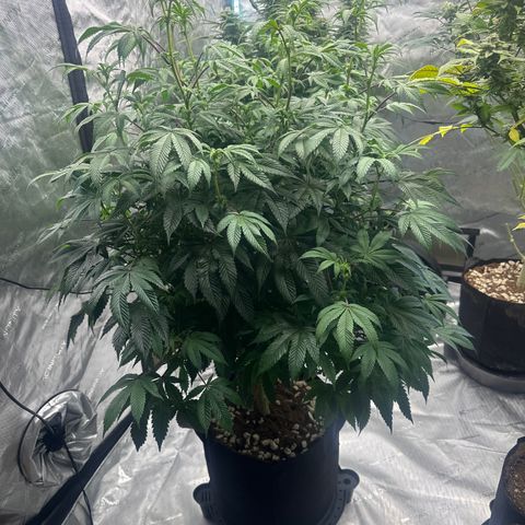 MM growlog timeline photo