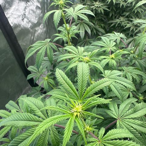 MM growlog timeline photo