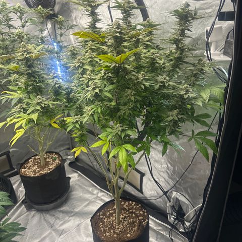 LW4 growlog timeline photo
