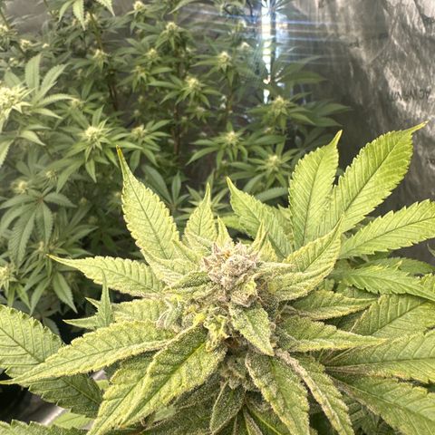 LW4 growlog timeline photo