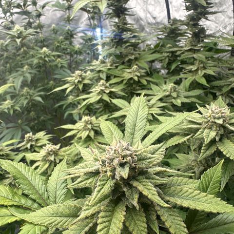 LW4 growlog timeline photo