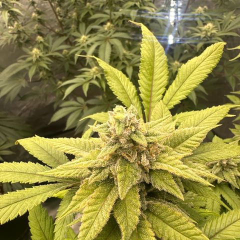 LW4 growlog timeline photo