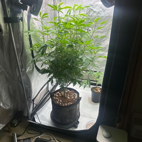 TJ3 growlog timeline photo