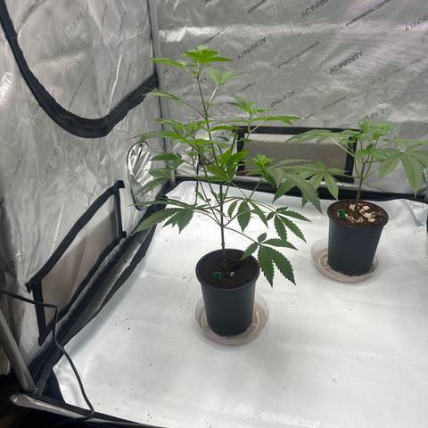 DAE growlog timeline photo