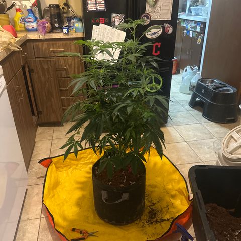 MC growlog timeline photo