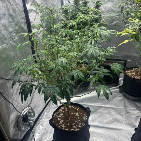 MM growlog timeline photo