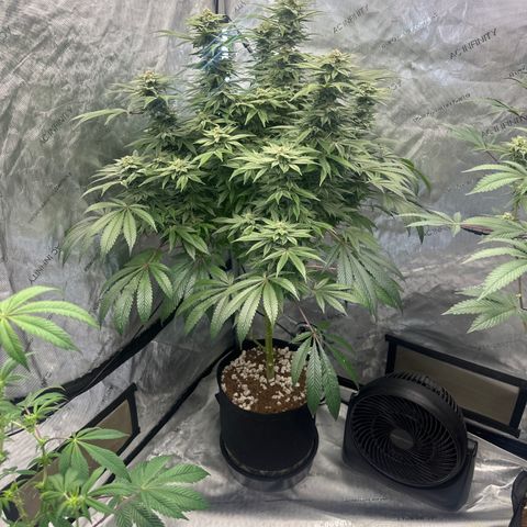 UM growlog timeline photo