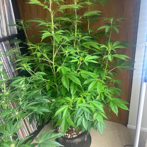TJ3 growlog timeline photo