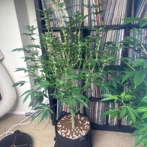 MM growlog timeline photo