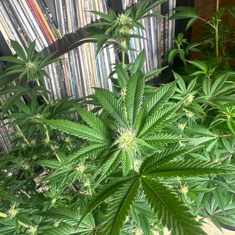 MM growlog timeline photo