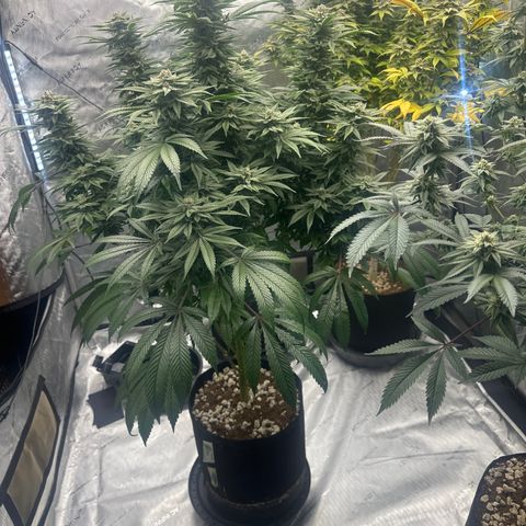 UM growlog timeline photo