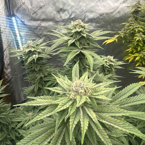 UM growlog timeline photo