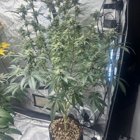 L13 growlog timeline photo