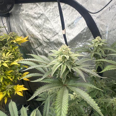 L13 growlog timeline photo