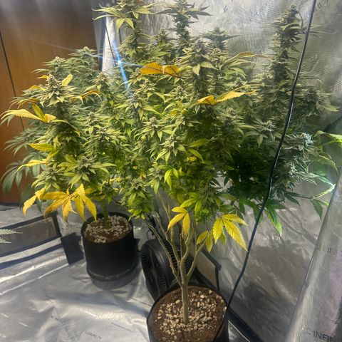 LW4 growlog timeline photo
